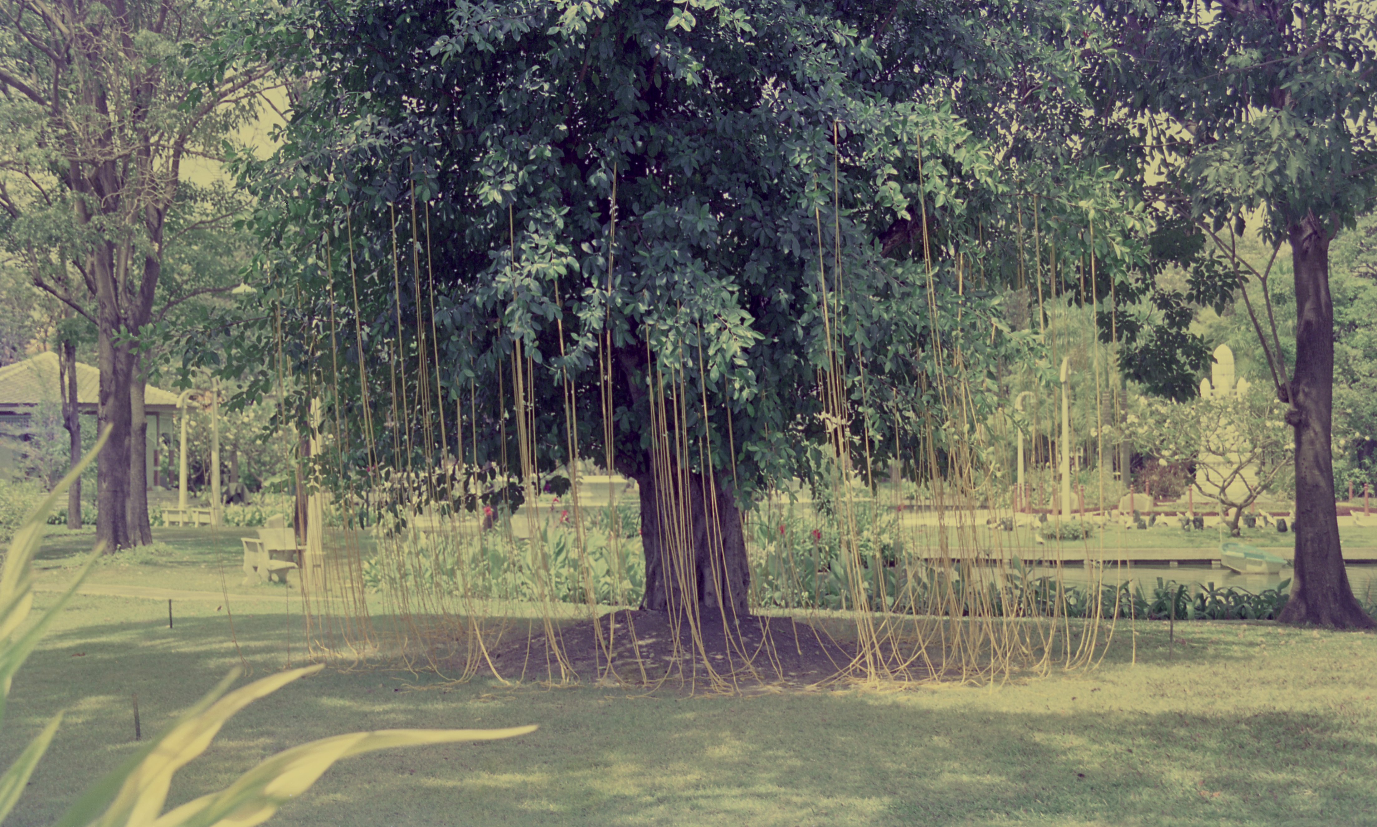 Sun, Strings and Me (Set of 2 Photographs)