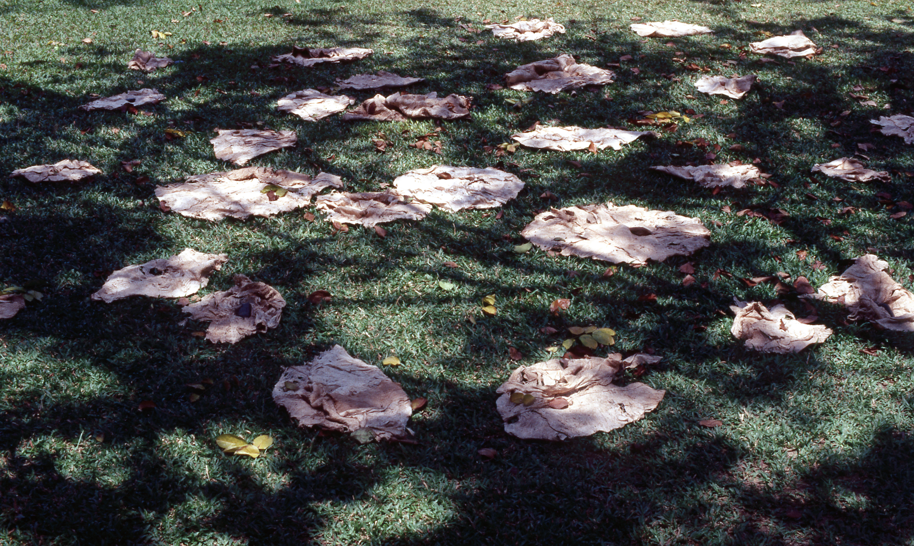 Untitled 'Offering' (Set of 2 Photographs)