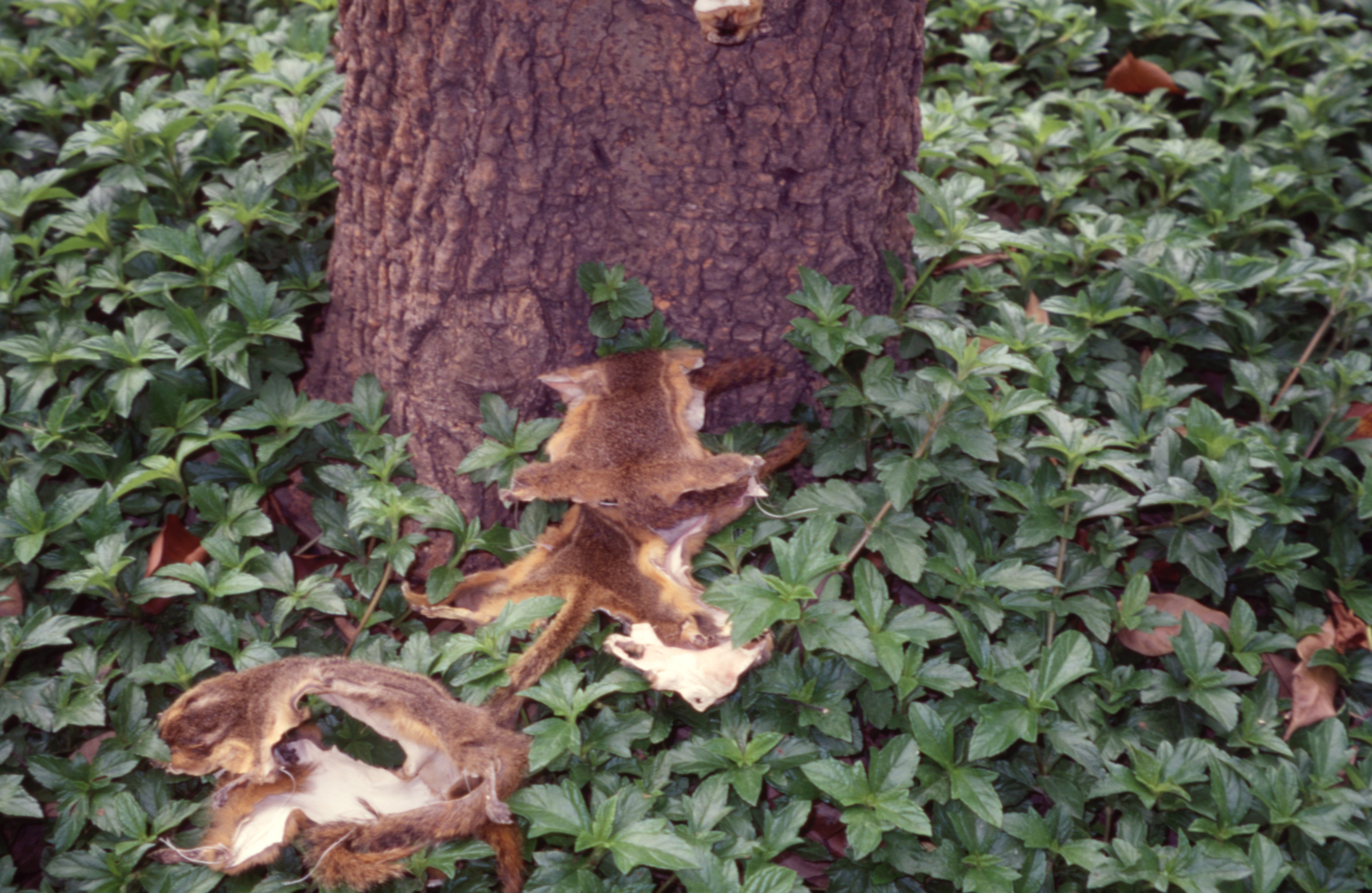 From Pest to Pets — Detail