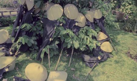 Yin-Yang (Set of 3 Photographs)