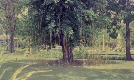 Sun, Strings and Me (Set of 2 Photographs)