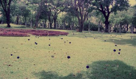 Swept Around in the Wind (Set of 8 Photographs)