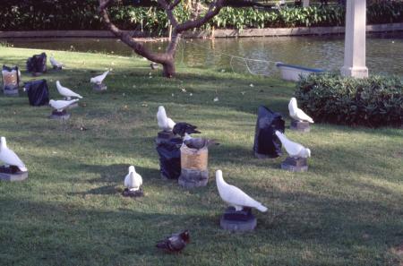 Dove-Corns (Set of 6 Photographs)