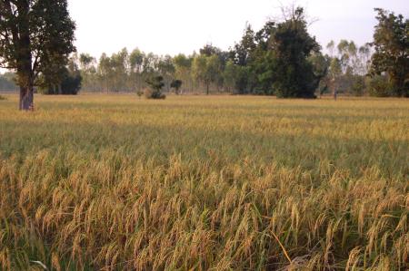 Kor Kwaay Dong Khao Na…Kor Khon Dong Khueng Khang—Preparation (Set of 9 Photographs)