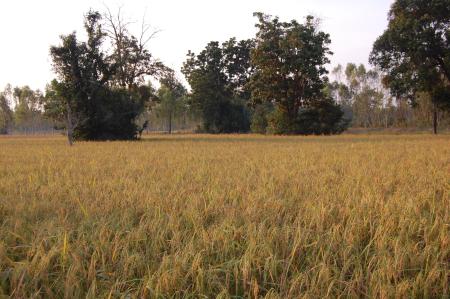 Kor Kwaay Dong Khao Na…Kor Khon Dong Khueng Khang—Preparation (Set of 9 Photographs)