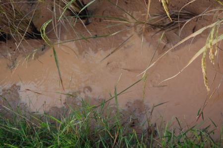 Kor Kwaay Dong Khao Na…Kor Khon Dong Khueng Khang—Preparation (Set of 9 Photographs)