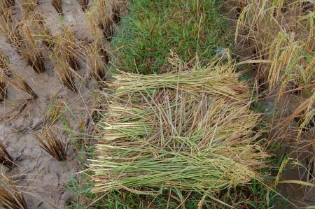 Naruemon Padsamran's Residency at Womanifesto (Set of 63 Photographs)