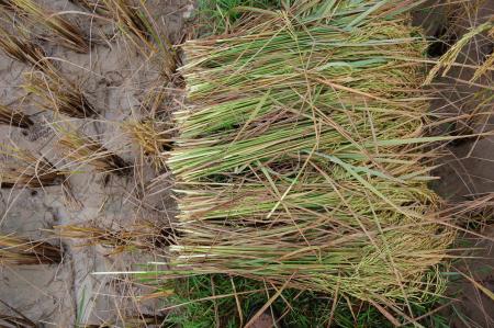 Naruemon Padsamran's Residency at Womanifesto (Set of 63 Photographs)