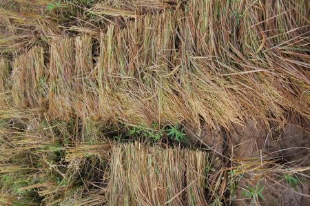 Naruemon Padsamran's Residency at Womanifesto (Set of 63 Photographs)