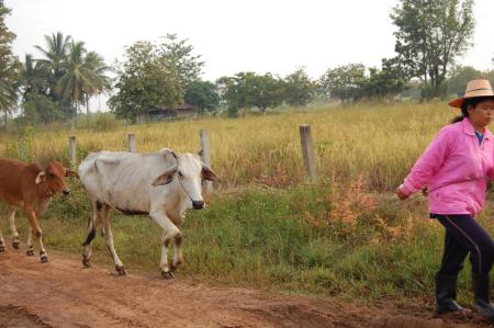 Naruemon Padsamran's Residency at Womanifesto (Set of 63 Photographs)