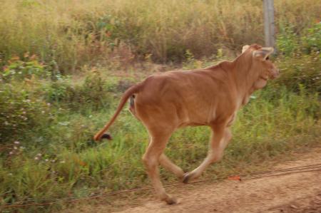 Naruemon Padsamran's Residency at Womanifesto (Set of 63 Photographs)
