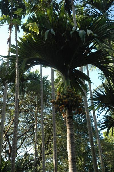 Pre-Residency Activities at Boon Bandarn Farm (28 Photographs)