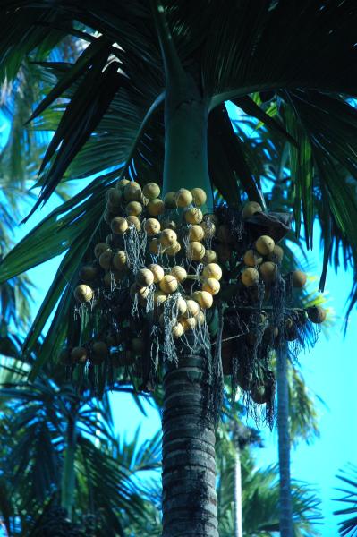 Pre-Residency Activities at Boon Bandarn Farm (28 Photographs)