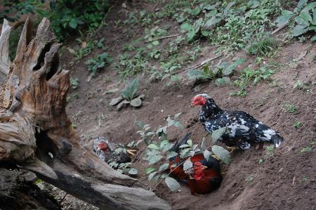 Womanifesto Residency Everyday Activities (Set of 115 Photographs)