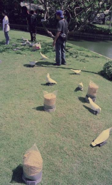 Dove-Corns (Set of 6 Photographs)