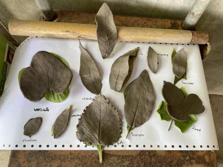 selected leaves from the workshop made into clay and fired for &quot;Full Circle&quot; exhibition