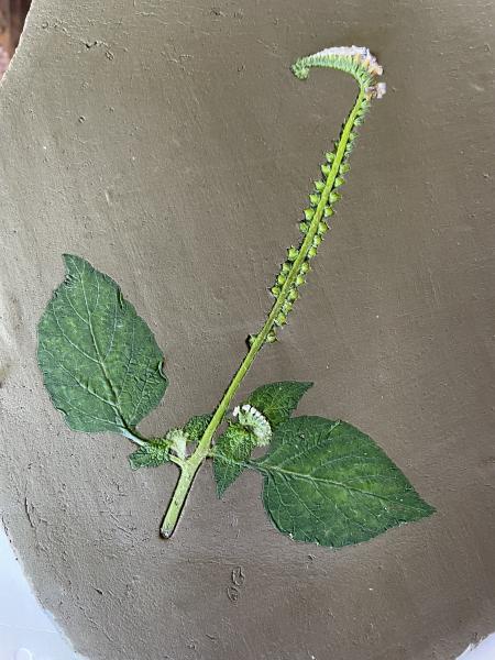 clay print process of a local plant used in the &quot;Full Circle&quot; exhibition
