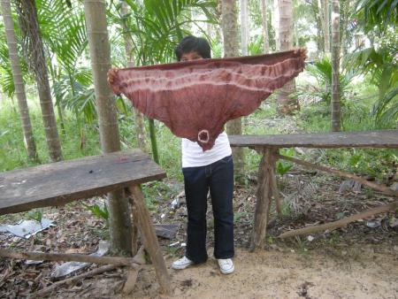 Tie Dye Workshop (Set of 94 Photographs)