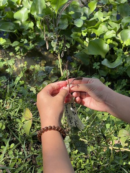 hanging plants' properties on betel nut fibre onto the particular plant for passer-by to view